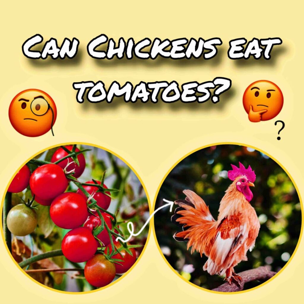 In Photo Describe That, Can chickens eat tomatoes?